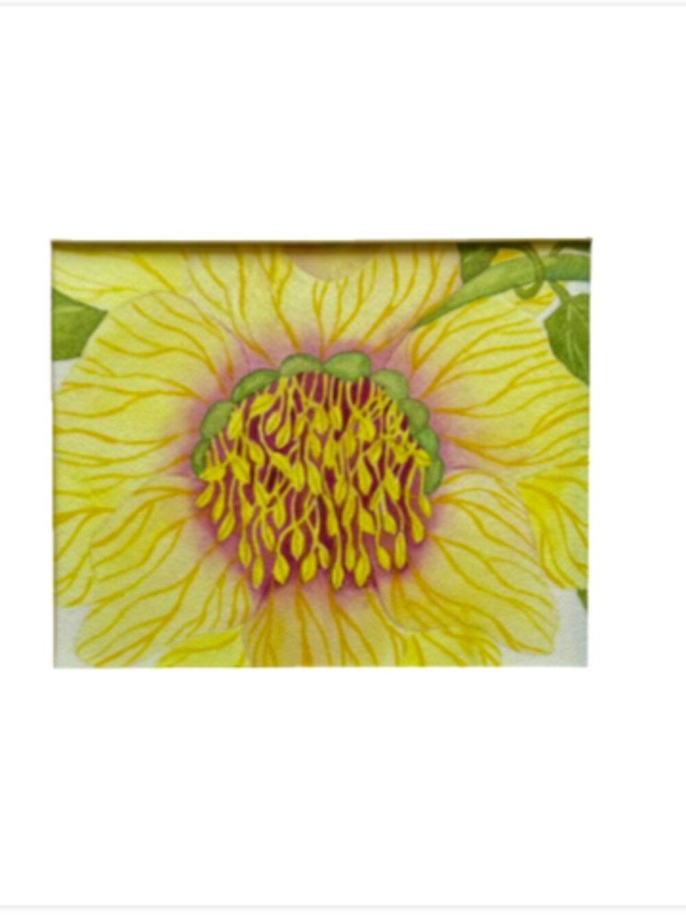 Painting Watercolor Flower Hellebore Yellow Maroon Pink 8x10 Mat 16x20 Original
